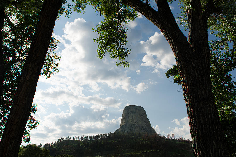 Among the Cottonwoods at Devils Tower Photograph by Greni Graph