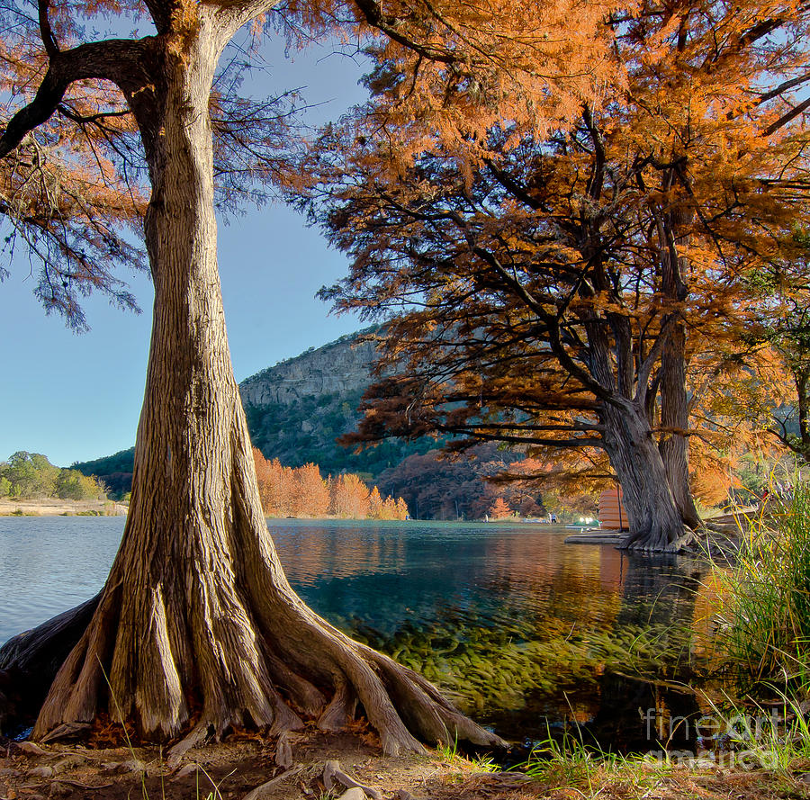 Landscape Photograph - Among the Cypress Trees by Cathy Alba