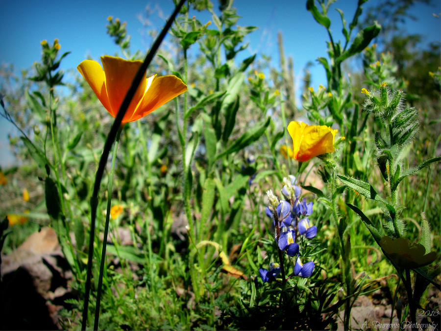 Among the Desert Wildflowers Photograph by Aaron Burrows