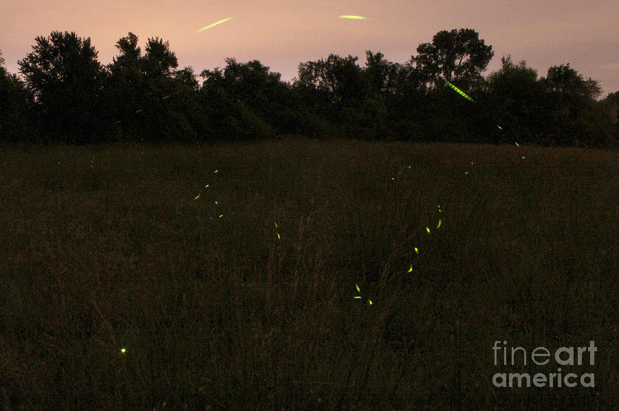 Among the Fireflies One Magical Night Photograph by Adam Long