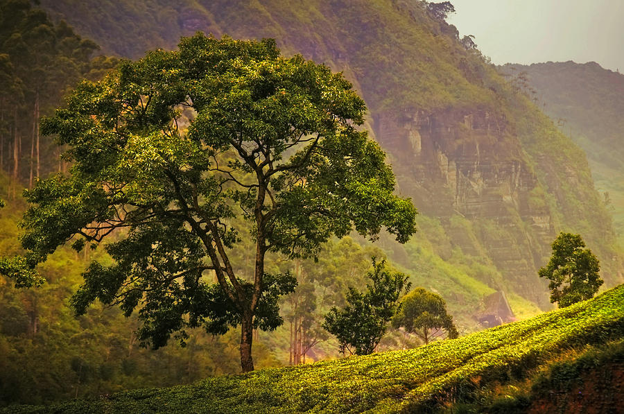 Among the Mountains and Tea Plantations. Nuwara Eliya. Sri Lanka Photograph by Jenny Rainbow