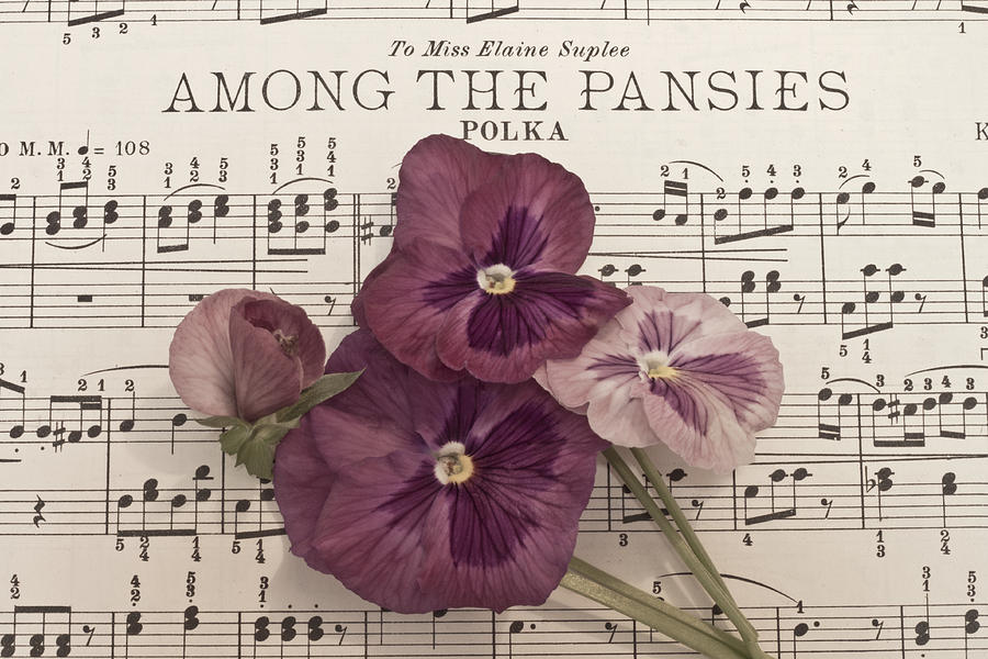 Pansy Photograph - Among The Pansies  by Sandra Foster