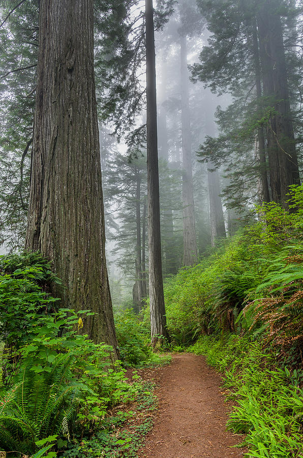 Among the Tall Trees Photograph by Greg Nyquist