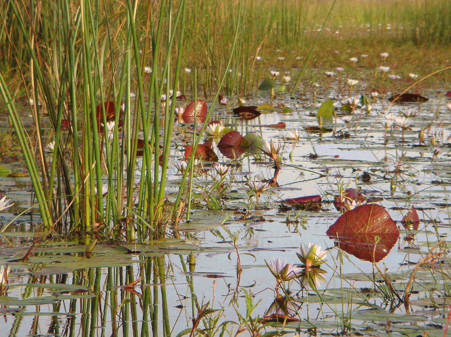 Flower Photograph - Among the Waterlillies 2 by Karen Zuk Rosenblatt
