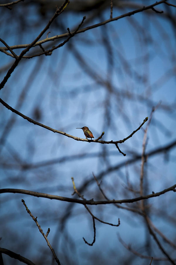 Hummingbird Photograph - Amongst the Branches by Mark DeJohn