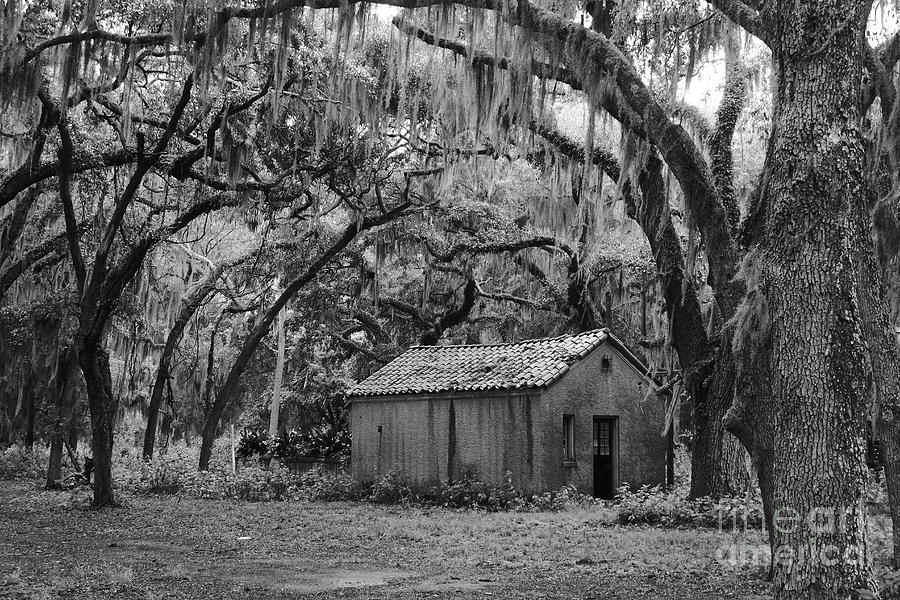 Amongst The Live Oaks Photograph by Andre Turner