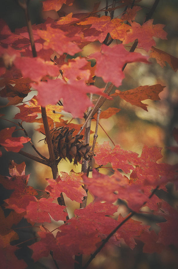 Amongst the Maple Leaves  Photograph by Saija Lehtonen
