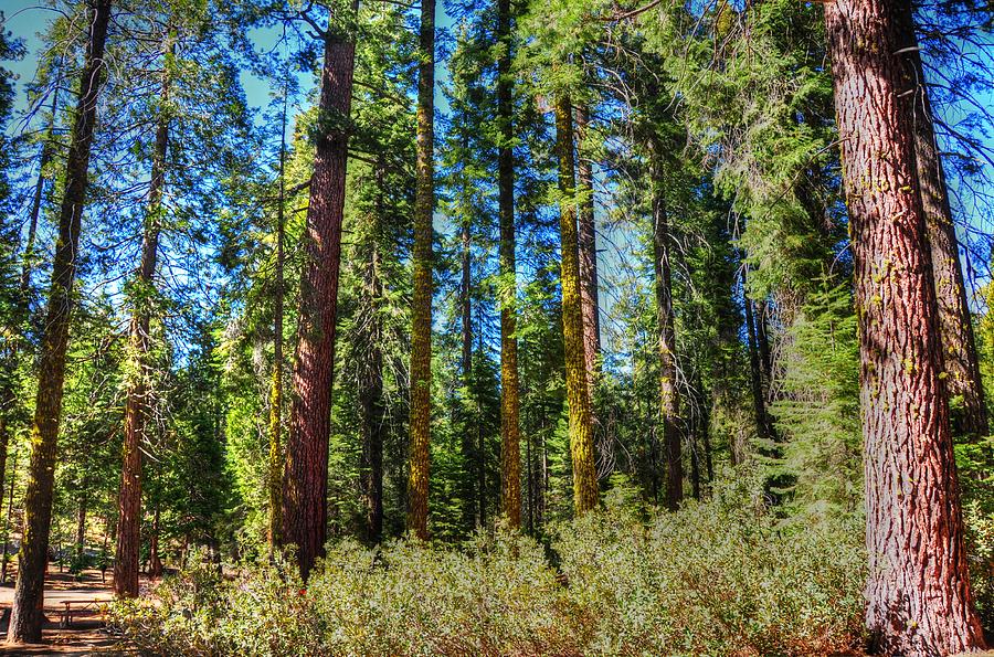 Amongst The Trees - Kings Canyon National Park - California Photograph by Bruce Friedman