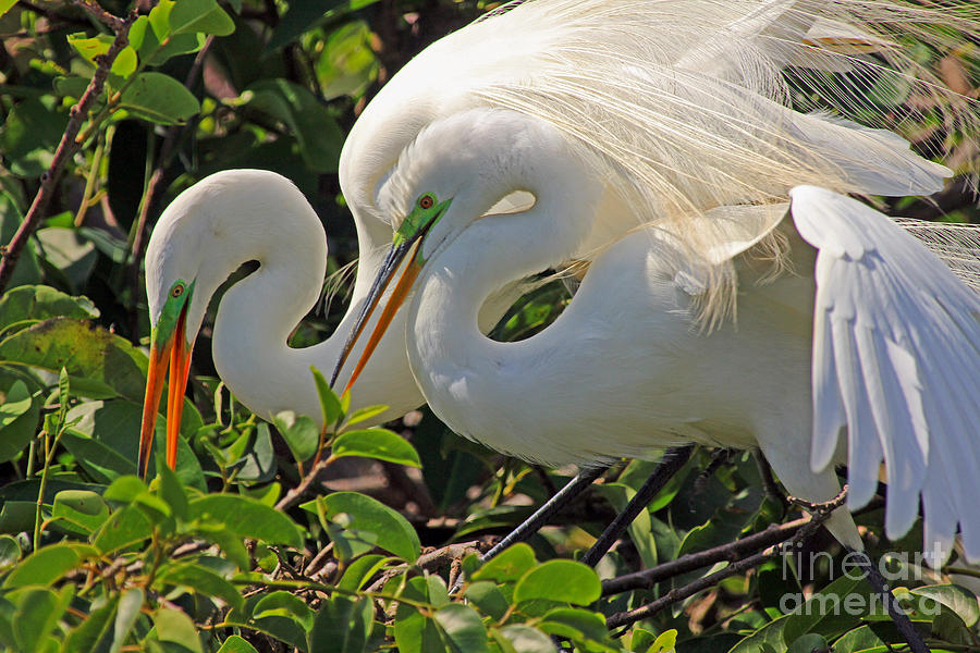 Amorous Egrets Photograph by Larry Nieland