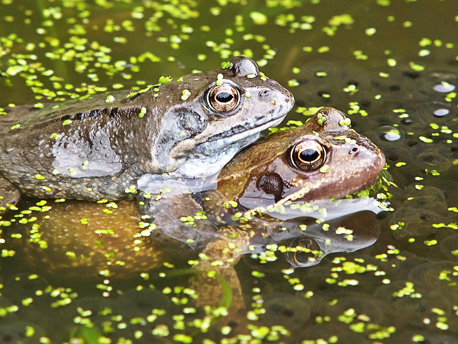 Amorous Frogs Photograph by Gill Billington