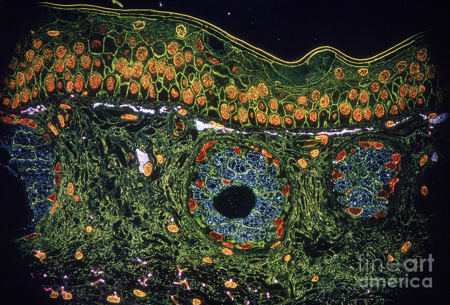 Amphibian Skin Photograph by Joseph F. Gennaro Jr.