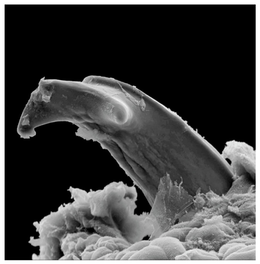 Amphibian Tooth Adaptation Photograph by Natural History Museum, London/science Photo Library