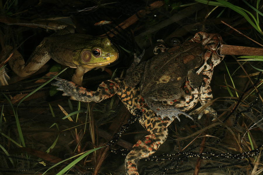 Amphibian Voyerism  Photograph by Bruce J Robinson