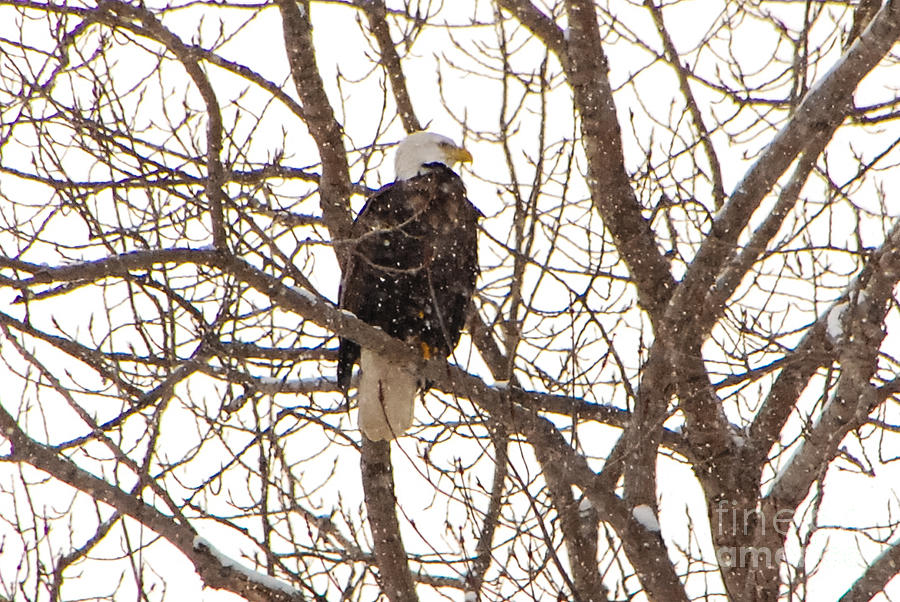 Amreican Eagle in Winter Photograph by Grace Grogan