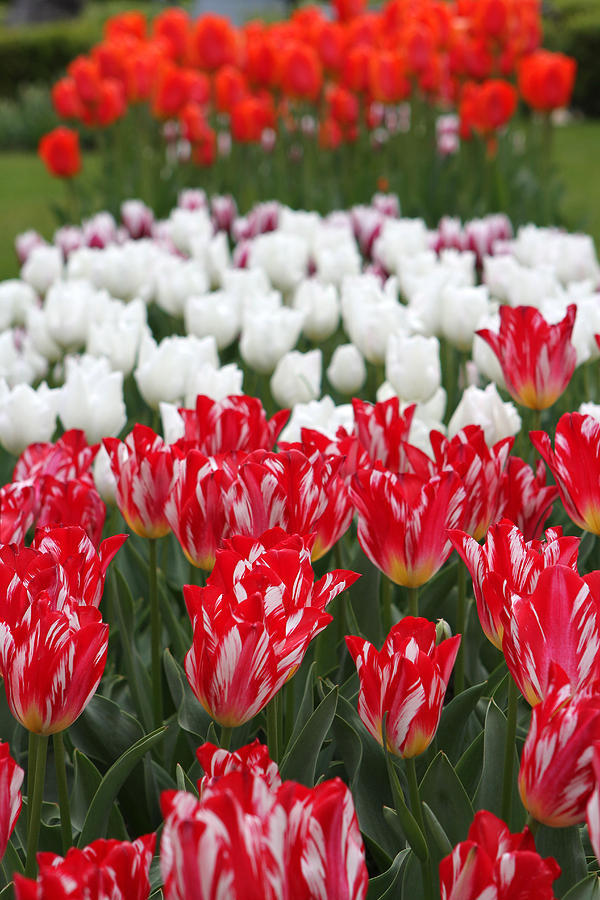 Amsterdam Tulips Photograph by Juergen Roth