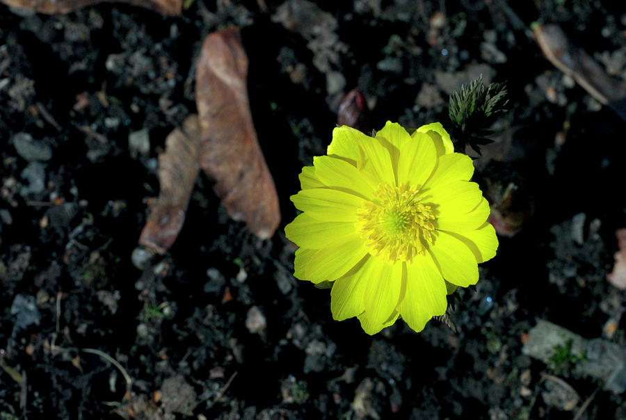 Amur Adonis Flower Adonis Amurensis Photograph By Bjorn Rorslett Science Photo Library