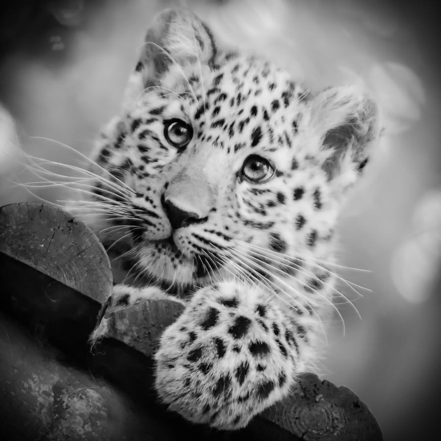 Amur Leopard Cub Portrait Photograph by Chris Boulton