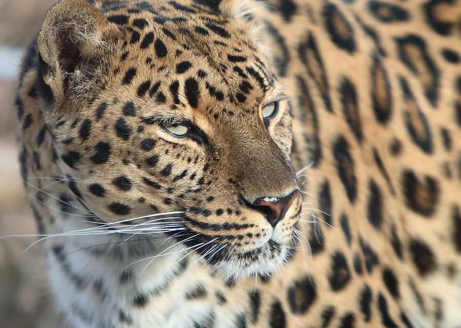 Amur Leopard Photograph by David Andersen