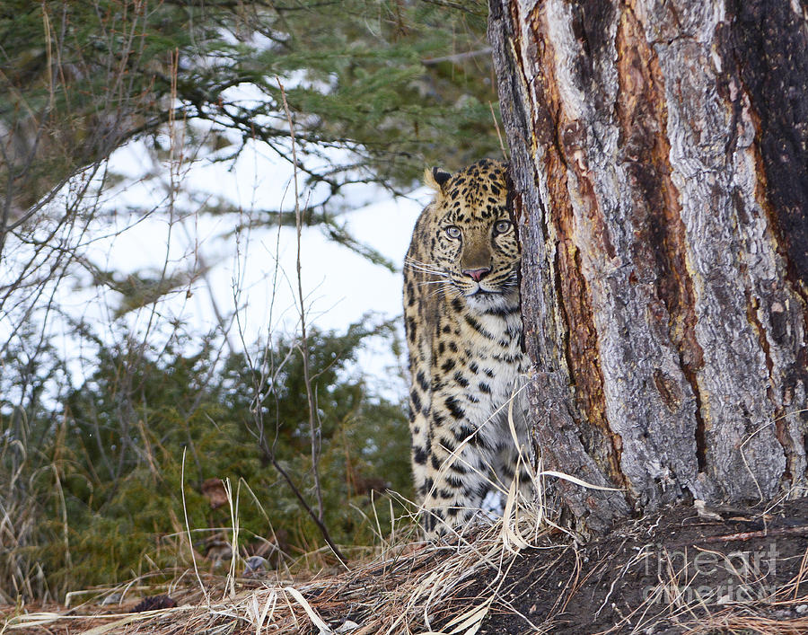 Amur Leopard Hunting Photograph by Dennis Hammer