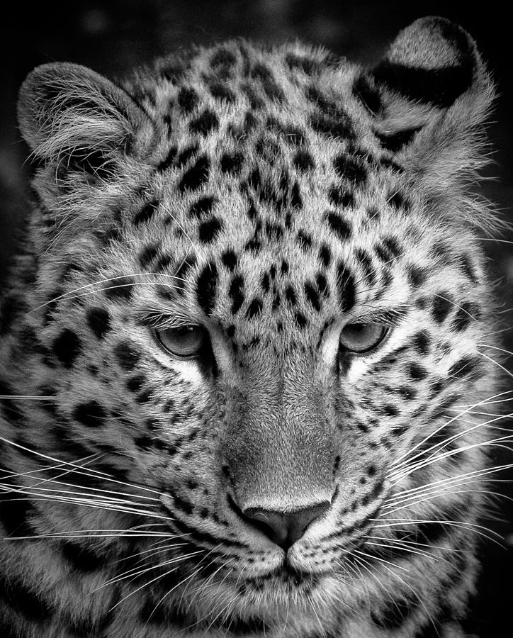 Amur Leopard in Black and White Photograph by Chris Boulton