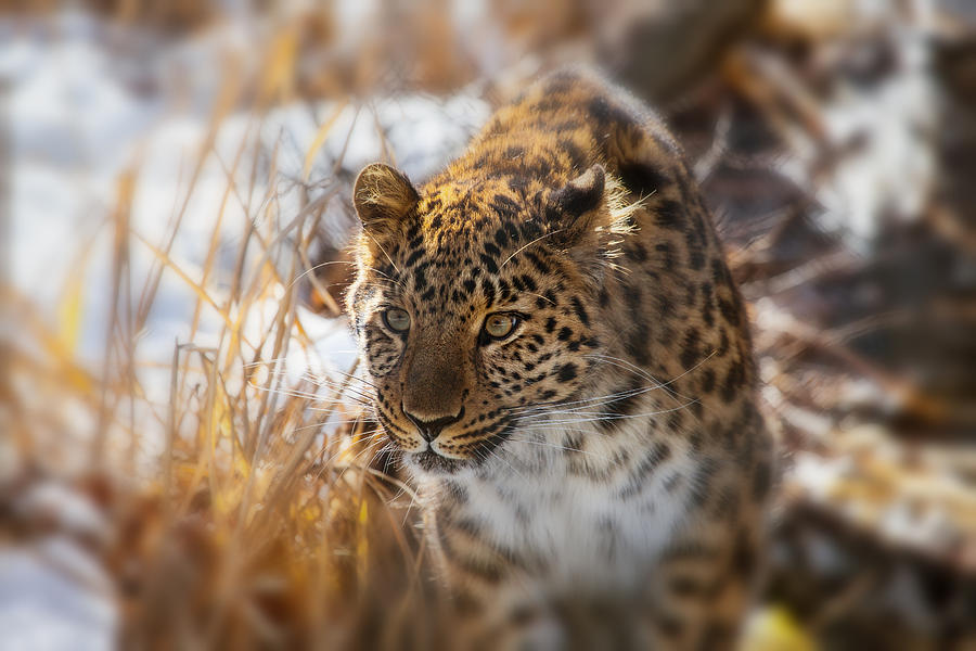 Amur Leopard Photograph by Karol Livote