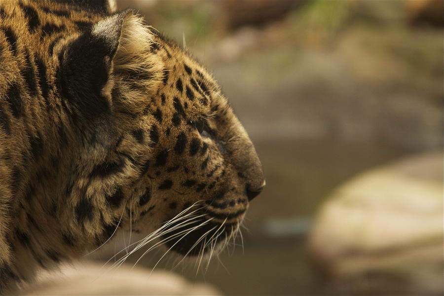 Cat Photograph - Amur Leopard by Laddie Halupa