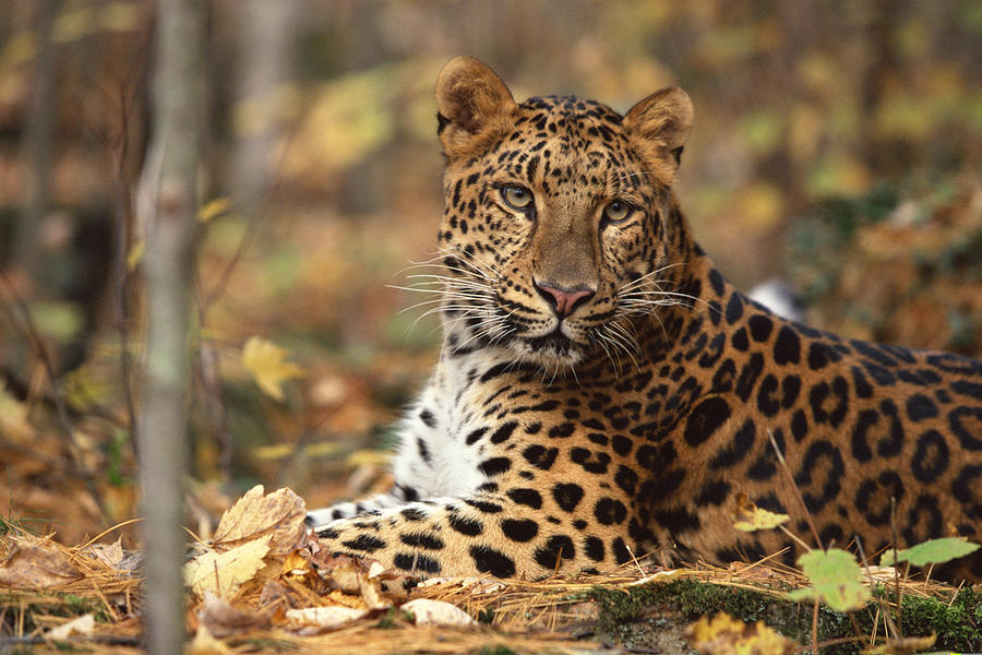 Amur leopard lying down , Siberia Photograph by Comstock Images