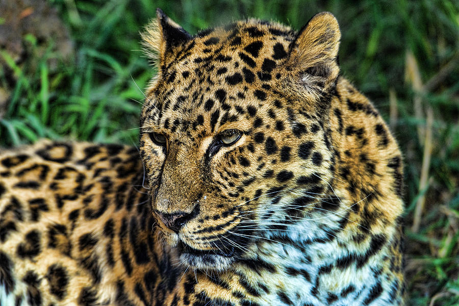Amur Leopard Photograph by Mark Newman