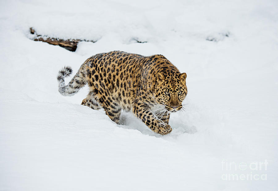 Amur Leopard Photograph by Melody Watson Amur Leopard Photograph by Melody Watson