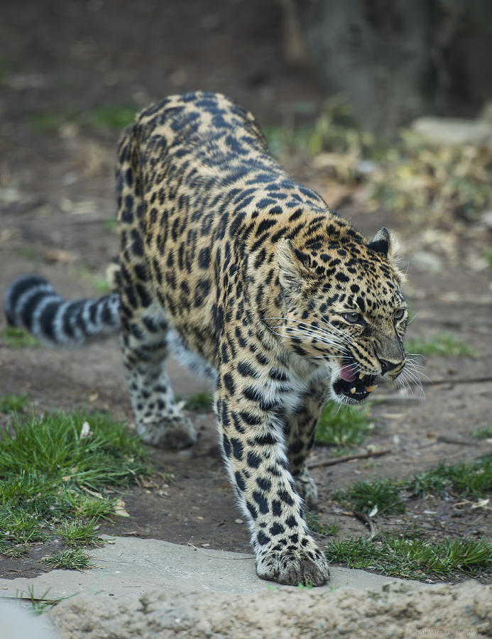 Amur Leopard Photograph by Phil Abrams