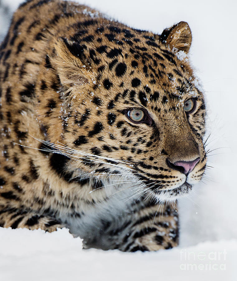 Amur Leopard Portrait Photograph by Melody Watson Amur Leopard Portrait Photograph by Melody Watson