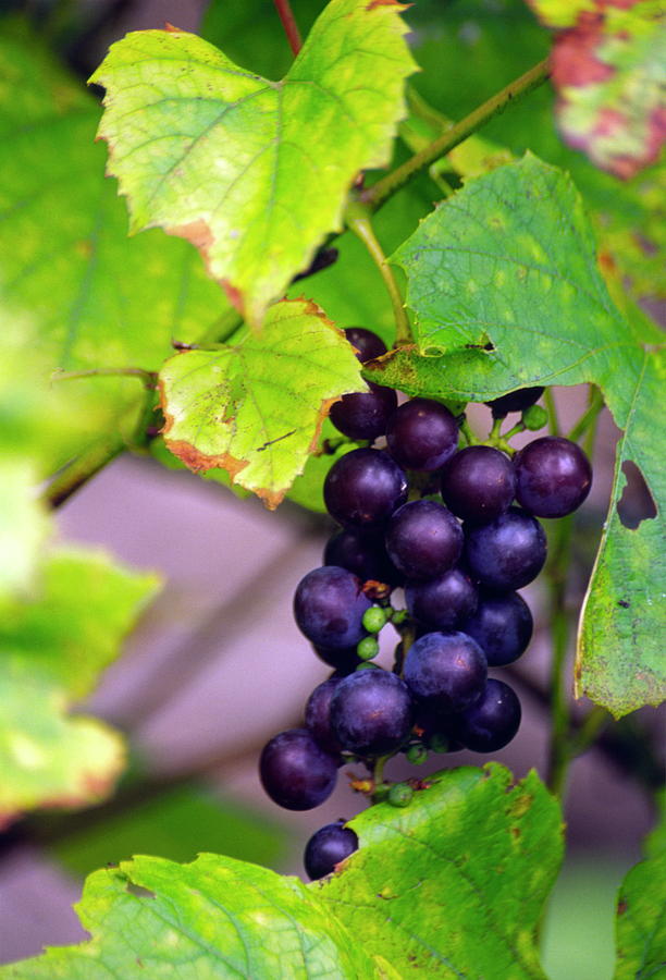 vitis