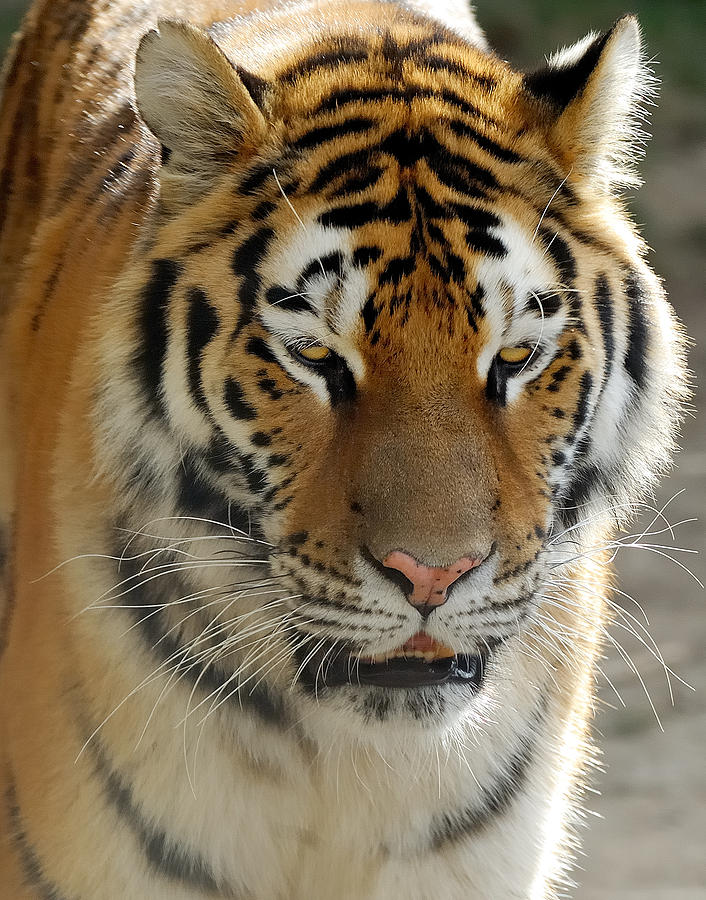 Amur Tiger 2 Photograph by Dick Wood - Fine Art America