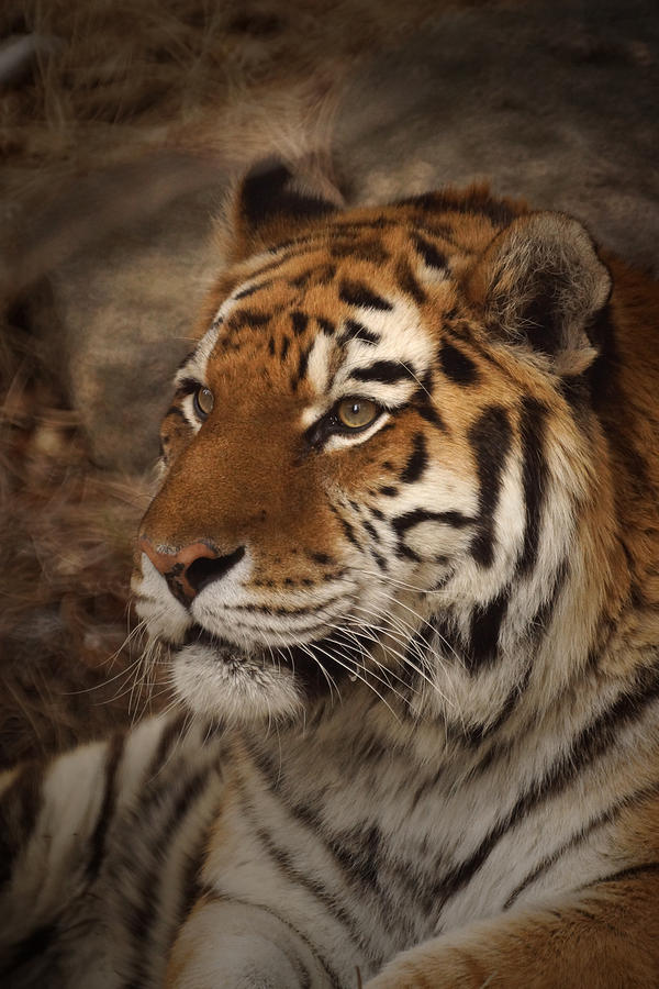 Tiger Photograph - Amur Tiger 2 by Ernest Echols