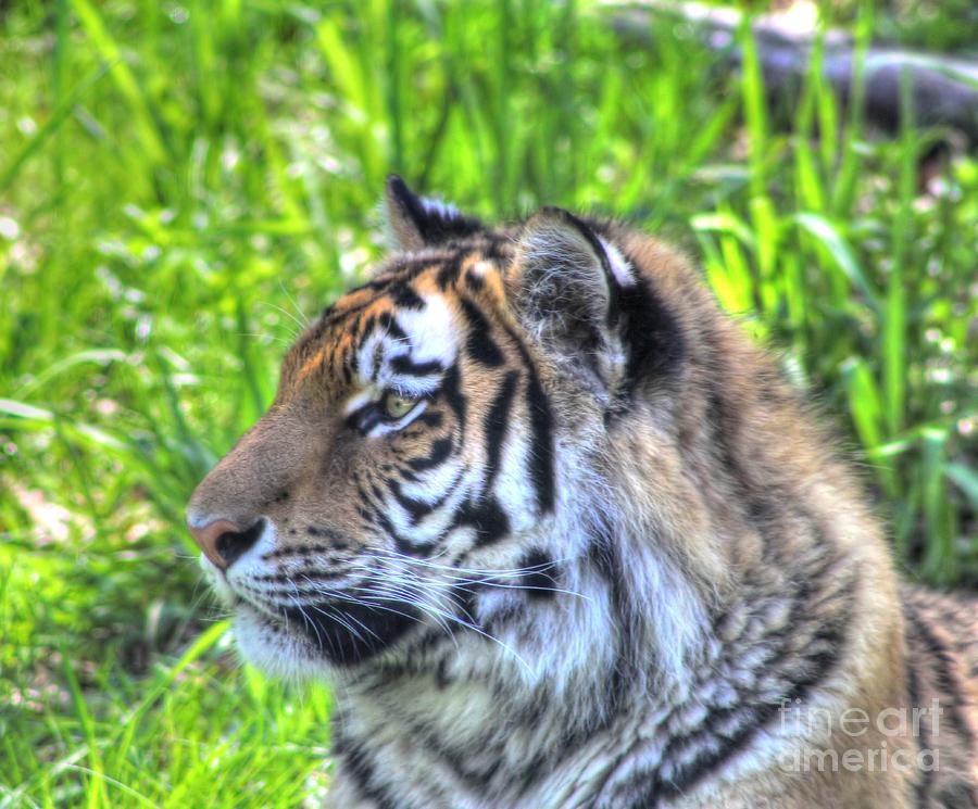 Amur Tiger 7 Photograph by Jimmy Ostgard