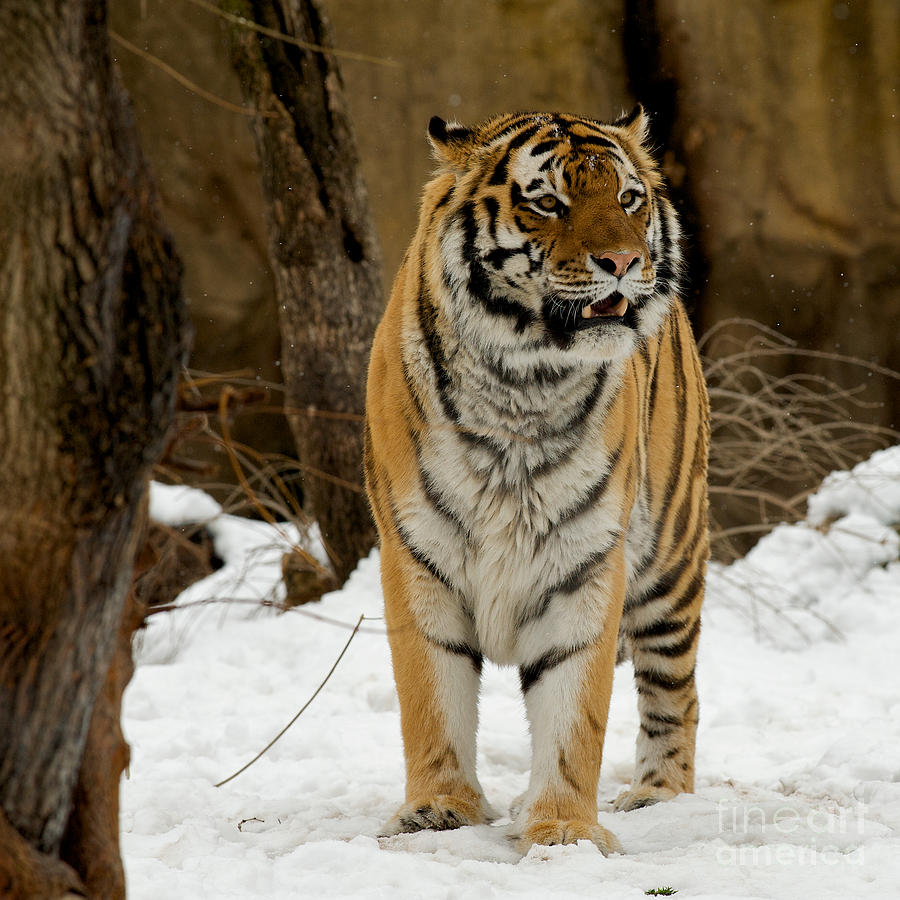 Amur Tiger Alert Photograph by Chris Brewington Photography LLC - Fine ...