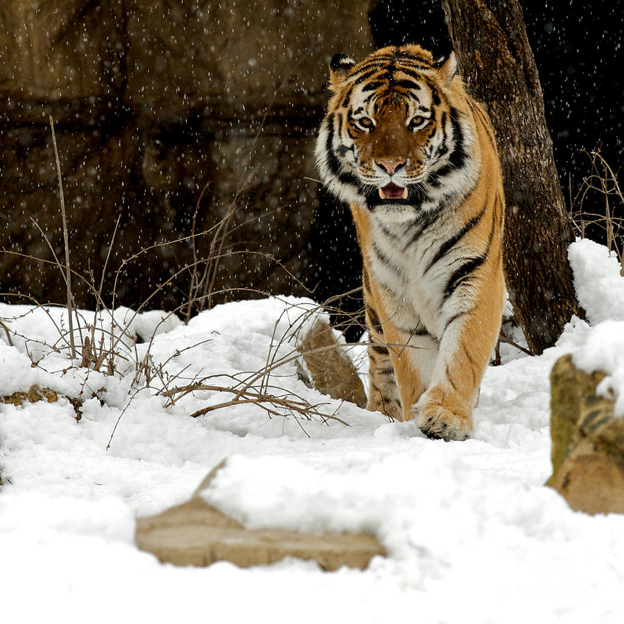 Amur Tiger Approach Photograph by Chris Brewington Photography LLC ...