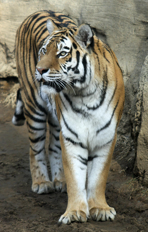 Tiger Photograph - Amur Tiger by Danielle Gareau