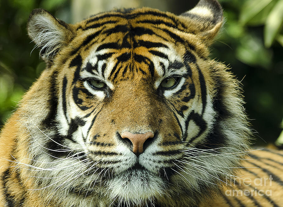 Male Siberian Tiger  Photograph by Darren Wilkes
