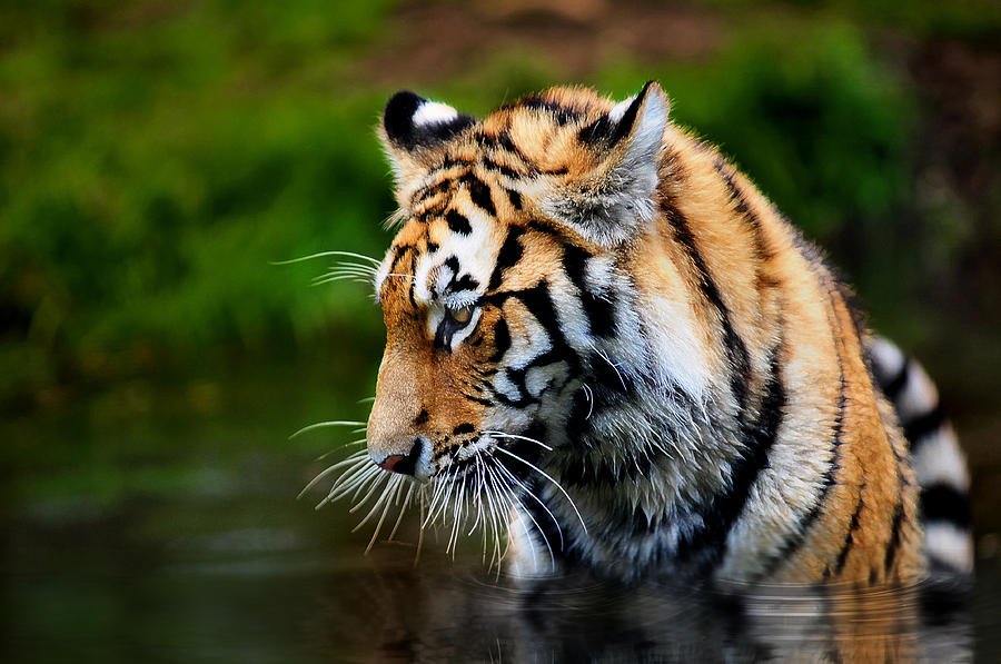 Wildlife Photograph - Amur Tiger by Gary Murison