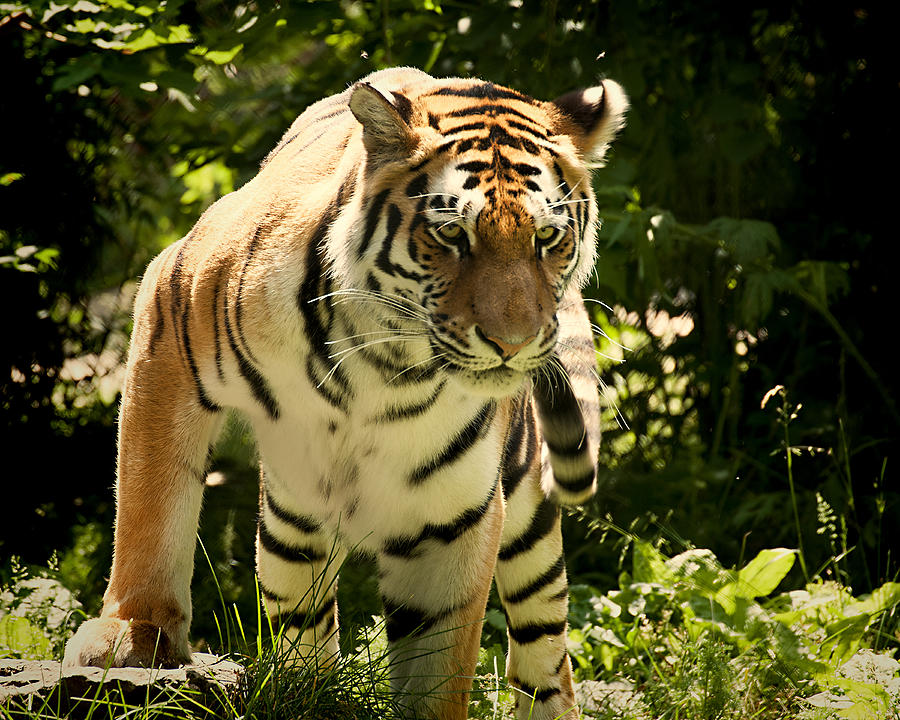 Amur Tiger Photograph by Joe Granita