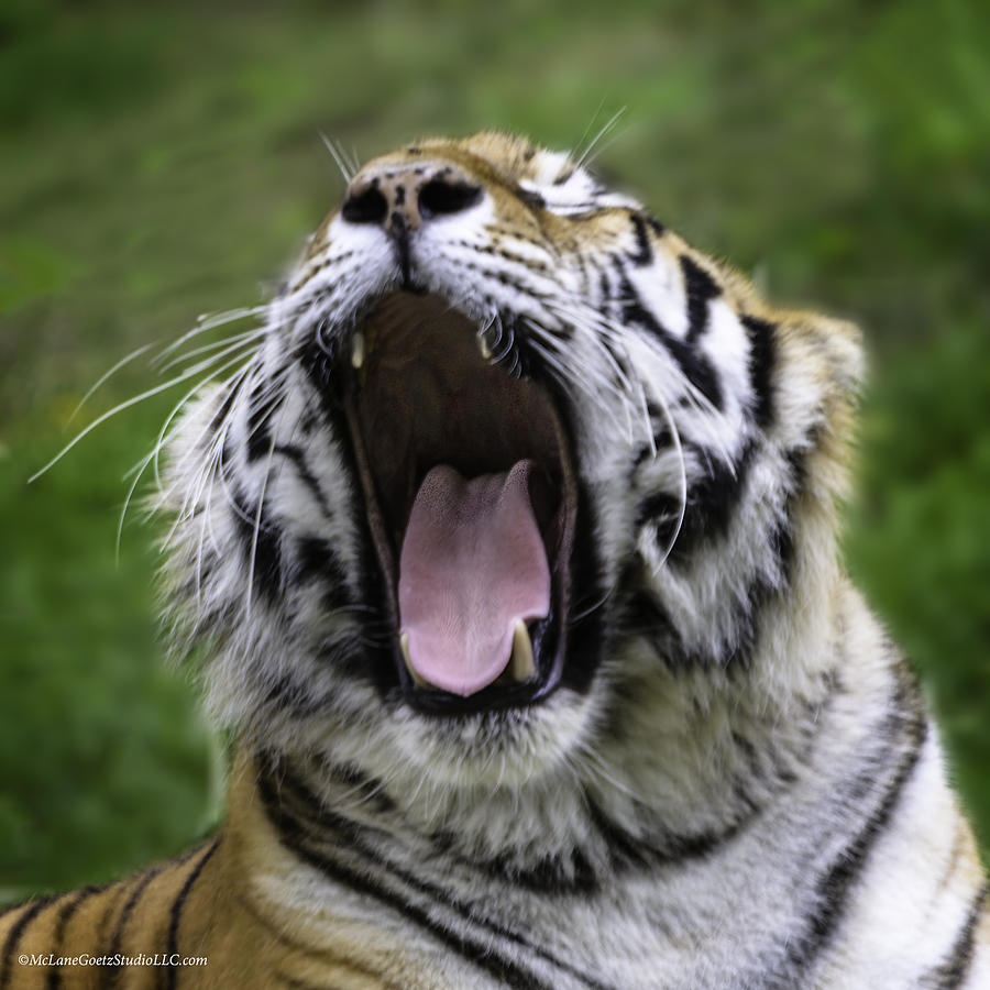 Amur Tiger Photograph by LeeAnn McLaneGoetz McLaneGoetzStudioLLCcom