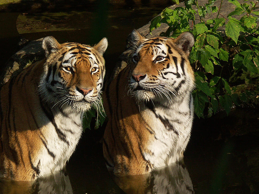 Cat Photograph - Amur Tiger by Luke Golobitsh