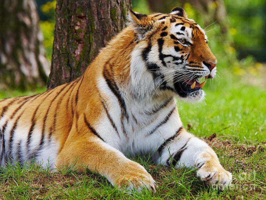Amur tiger Photograph by Nick  Biemans
