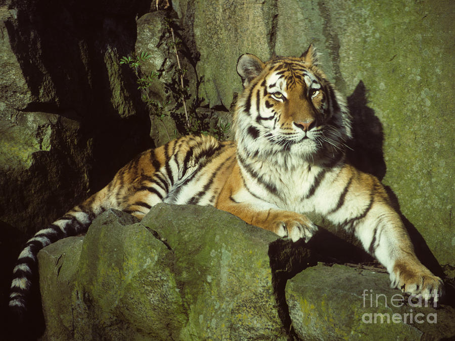 Amur Tiger Photograph by Phil Banks