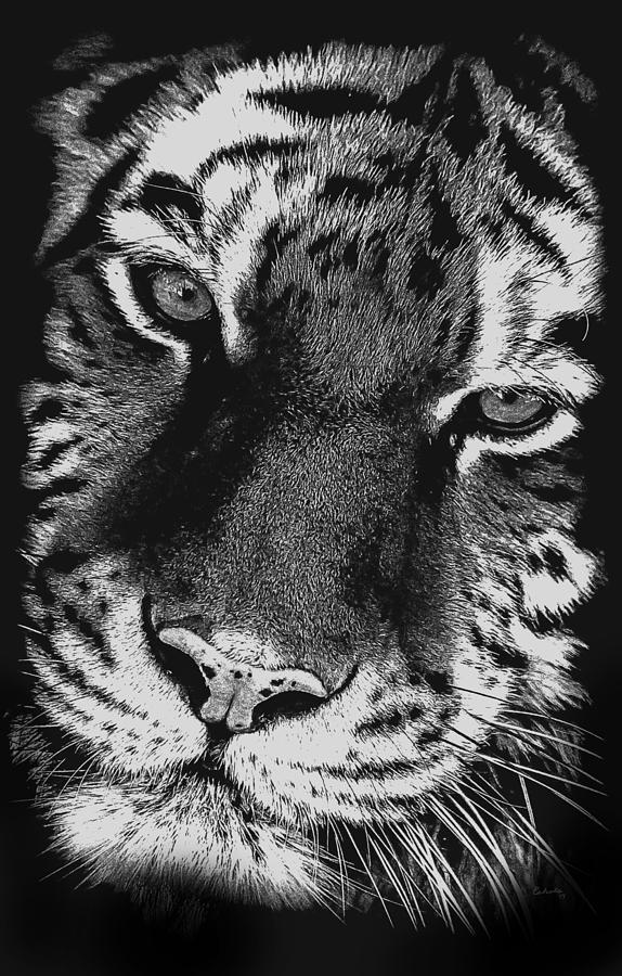 Amur Tiger Portrait BW Photograph by Ernest Echols