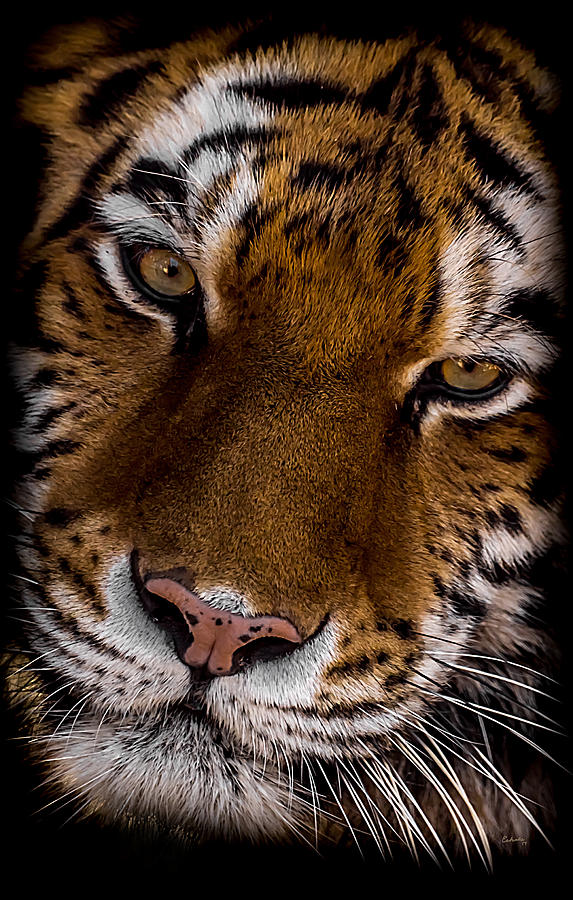 Amur Tiger Portrait Photograph by Ernest Echols