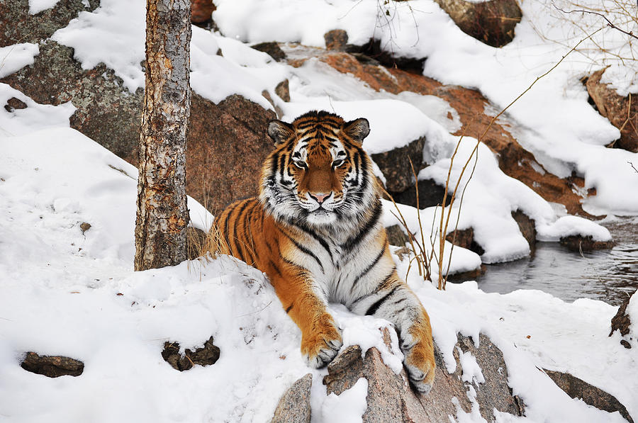 Amur Tiger Photograph by Ryan Hedrick | Fine Art America