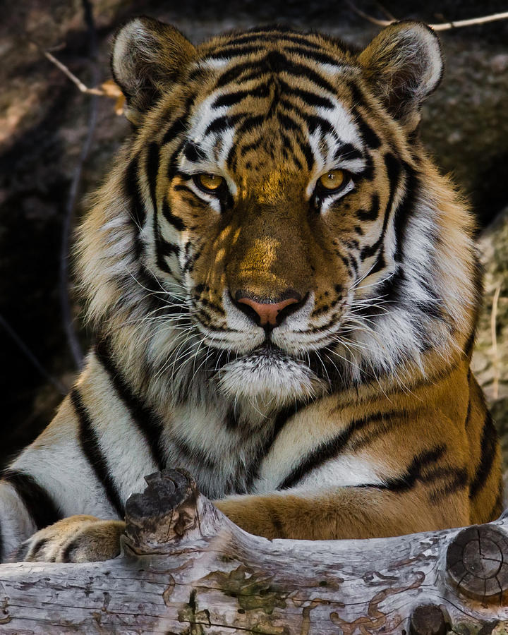 Amur Tiger Watching You Photograph by Ernest Echols