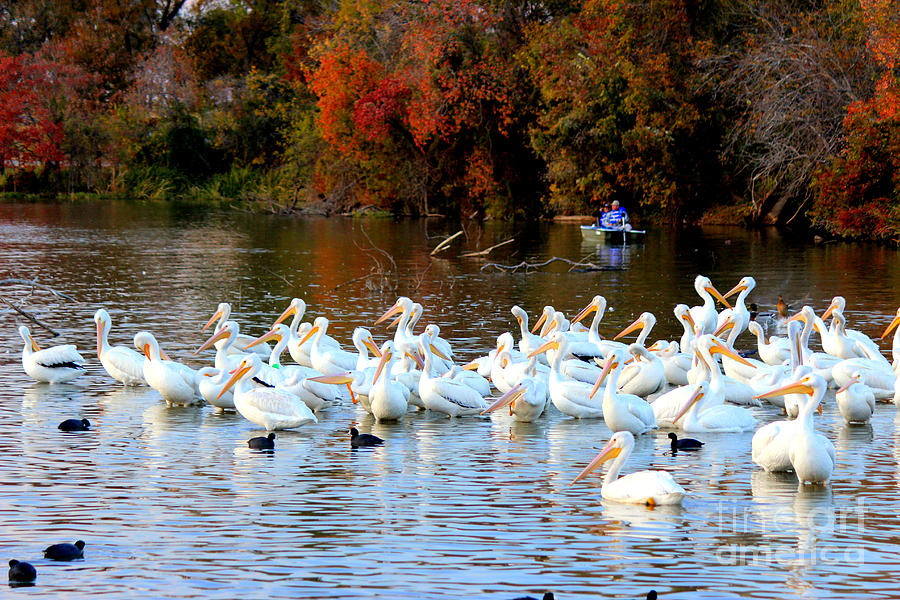 An Abundance of Pelicans Photograph by Kathy  White